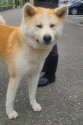 秋田犬【・女の子・2020年8月1日・赤毛】「子犬日向ぼっこタイム」