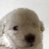 トイプードル(トイ)【高知県・男の子・2025年9月1日・ホワイト】の写真10
