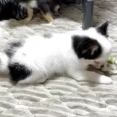 チワワ(ロング)【高知県・男の子・2025年8月15日・ホワイト&ブラック】の写真11「ムチコロで、ショートバックボディーです」