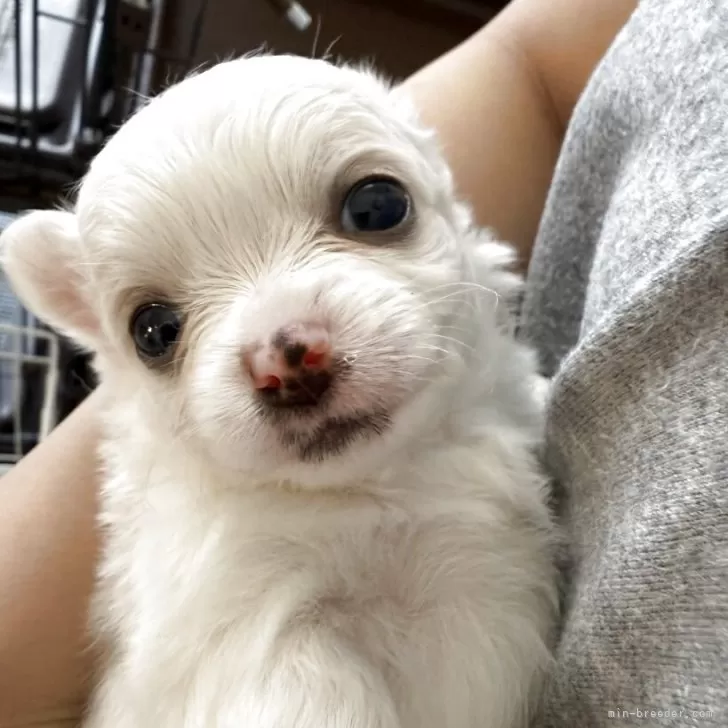 ID：2507-06144の子犬