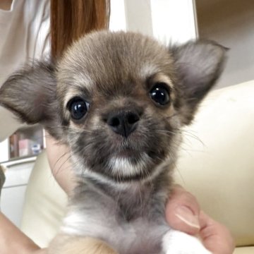チワワ(ロング)【高知県・女の子・2025年7月19日・フォーンアンドホワイト】の写真「可愛くちょこちょこ歩きだした女の子」