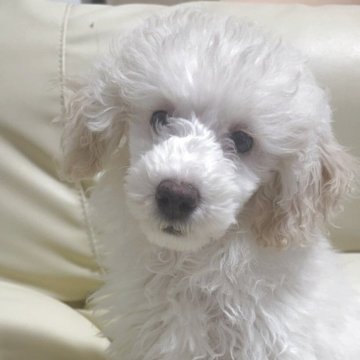 トイプードル(トイ)【高知県・男の子・2025年9月1日・ホワイト】の写真「目が開いてこれからどんどん変化していきます」