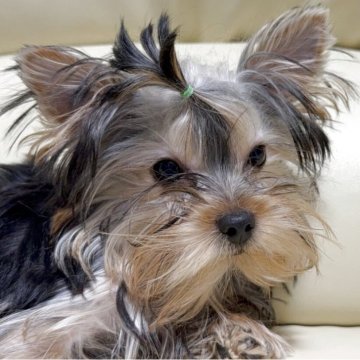 ヨークシャーテリア【高知県・男の子・2025年6月21日・スチールブルータン】の写真「甘いお顔になります。
これからどんどんかわります」