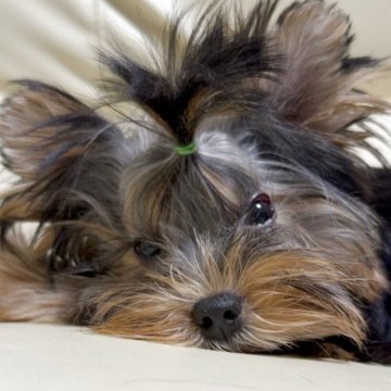 ヨークシャーテリア【高知県・男の子・2025年6月21日・スチールブルータン】の写真「可愛い元気いっぱいの男の子です」