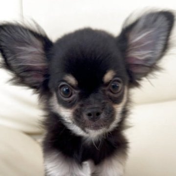 チワワ(ロング)【高知県・女の子・2025年7月19日・ブラックタン】の写真「ぱっちり顔の女の子です
子猫ちゃんみたいです」