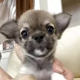 チワワ(ロング)