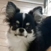 チワワ(ロング)