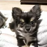 チワワ(ロング)