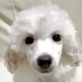 トイプードル(トイ)【高知県・男の子・2025年9月1日・ホワイト】の写真1「しっかりしてきました、優しい顔だちです」