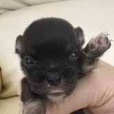 チワワ(ロング)