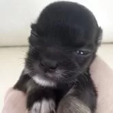 チワワ(ロング)