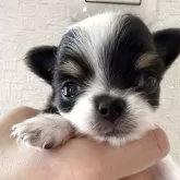 チワワ(ロング)