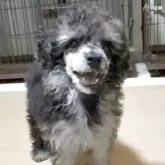 トイプードル(トイ)【高知県・女の子・2025年9月1日・ブラックマール】の写真2