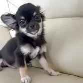 チワワ(ロング)【高知県・女の子・2025年7月19日・ブラックタン】の写真2「小さいながらも、骨格構成きれいです。」