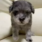 トイプードル(トイ)【高知県・女の子・2025年9月1日・ブラックマール】の写真14「ブラックベースにブラウンカラーが映えております」