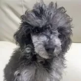 トイプードル(トイ)【高知県・女の子・2025年9月1日・ブラックマール】の写真7