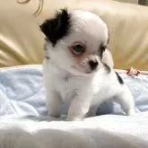 チワワ(ロング)【高知県・男の子・2025年8月15日・ホワイト&ブラック】の写真9