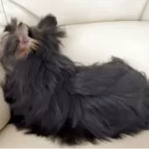 ヨークシャーテリア【高知県・男の子・2025年6月21日・スチールブルータン】の写真8「ショートバックのムチムチ君。コートは抜群です。」