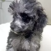 トイプードル(トイ)【高知県・女の子・2025年9月1日・ブラックマール】の写真8