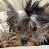 ヨークシャーテリア【高知県・男の子・2025年6月21日・スチールブルータン】の写真9