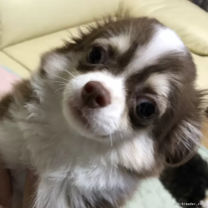ID:2408-03283の子犬