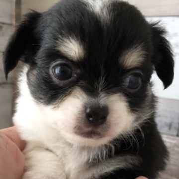 チワワ(ロング)【高知県・女の子・2023年7月7日・ブラックタンホワイト】の写真「キレイな骨格構成の女の子、派手な甘い顔立ちに成長中」