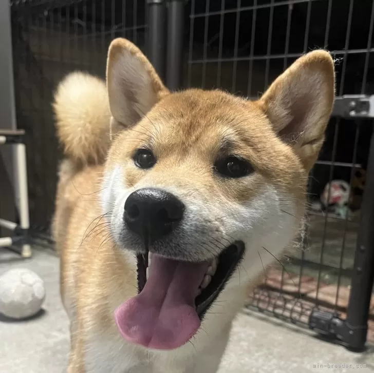 ID:2407-07157の子犬