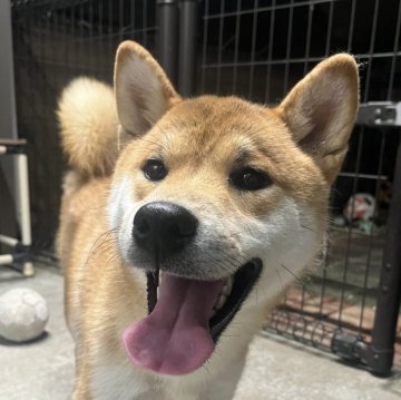 柴犬(標準サイズ)【愛知県・男の子・2023年10月2日・赤】の写真「少し大きめですが性格も良く飼いやすい子です」