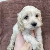 コッカプー(アメリカンコッカースパニエル×トイプードル)【茨城県・男の子・2025年12月12日・クリーム&ホワイト】の写真1