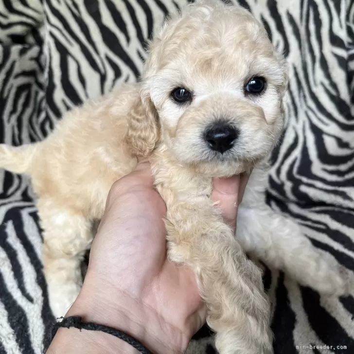 ID：2407-00683の子犬