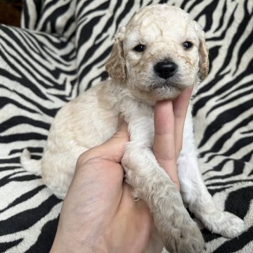 コッカプー【茨城県・男の子・2024年1月15日・クリーム】の写真「明るくて賢い犬種です」