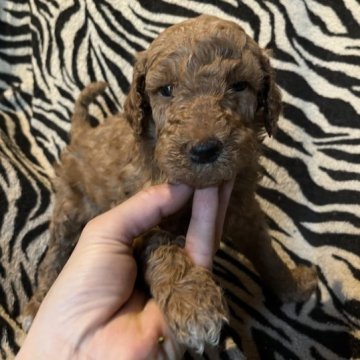 ゴールデンドゥードル【茨城県・男の子・2023年8月17日・アプリコット】の写真「明るくて賢い犬種です」