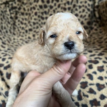 コッカプー【茨城県・男の子・2023年11月24日・クリーム】の写真「明るく賢い犬種です」