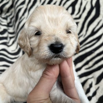 コッカプー【茨城県・女の子・2024年1月15日・クリーム】の写真「明るくて賢い犬種です」