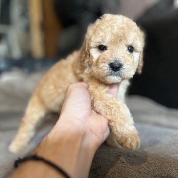 コッカプー【茨城県・女の子・2023年8月25日・クリーム】の写真「明るくて賢い犬種です」