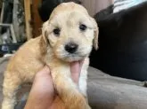 コッカプー【茨城県・男の子・2023年8月25日・クリーム】の写真2「明るくて賢い犬種です」