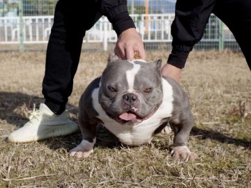 奈良県でおすすめのフレンチブルドッグのブリーダー特集 みんなのペットライフ