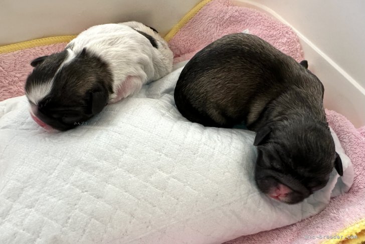 磯野あゆみブリーダーのブログ：りんごベビーちゃん産まれました✨
