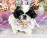 ペキニーズ【福岡県・女の子・2025年9月8日・ブラック&ホワイト】の写真6