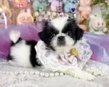 ペキニーズ【福岡県・女の子・2025年9月8日・ブラック&ホワイト】の写真11