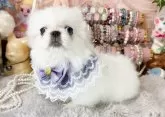 ペキニーズ【福岡県・女の子・2025年7月15日・クリーム&ホワイト】の写真11