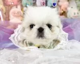 ペキニーズ【福岡県・女の子・2025年9月8日・クリーム&ホワイト】の写真9