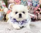 ペキニーズ【福岡県・女の子・2025年10月1日・クリーム&ホワイト】の写真2