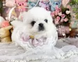 ペキニーズ【福岡県・女の子・2025年10月1日・クリーム&ホワイト】の写真8