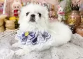 ペキニーズ【福岡県・女の子・2025年7月15日・クリーム&ホワイト】の写真12