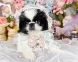ペキニーズ【福岡県・女の子・2025年9月8日・ブラック&ホワイト】の写真4