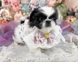 ペキニーズ【福岡県・女の子・2025年9月8日・ブラック&ホワイト】の写真9