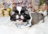 ペキニーズ【福岡県・男の子・2025年6月6日・フォーン&ホワイト】の写真6