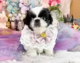 ペキニーズ【福岡県・女の子・2025年9月8日・ブラック&ホワイト】の写真10