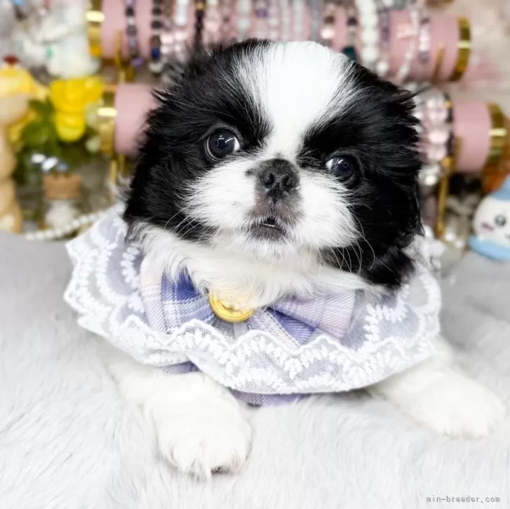 ID：2506-07635の子犬